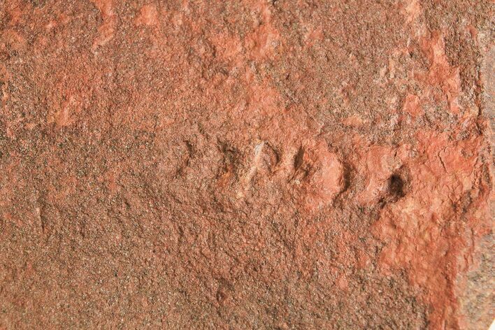 Horodyskia Fossil Slab - Oldest Known Multicellular Life #298604